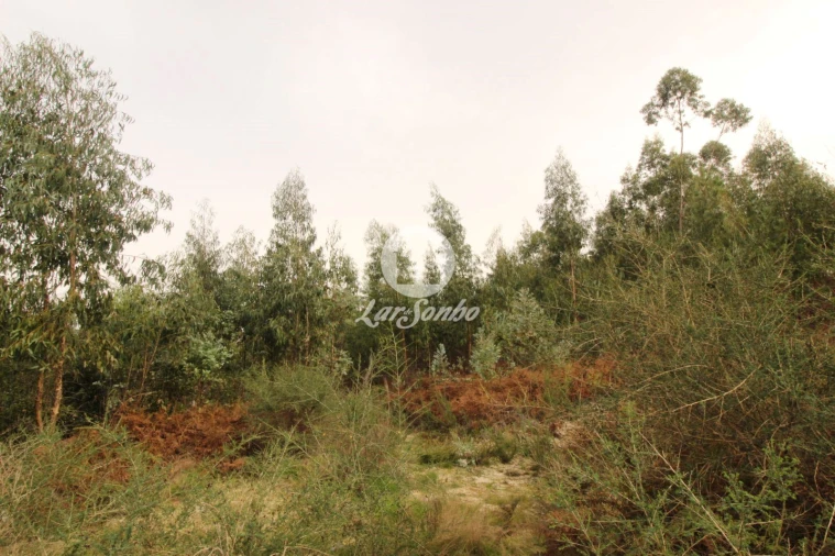 Terreno Agricola ou Rústico para Venda em São Gens Foto 12