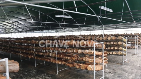 Quinta para Venda em Estorãos