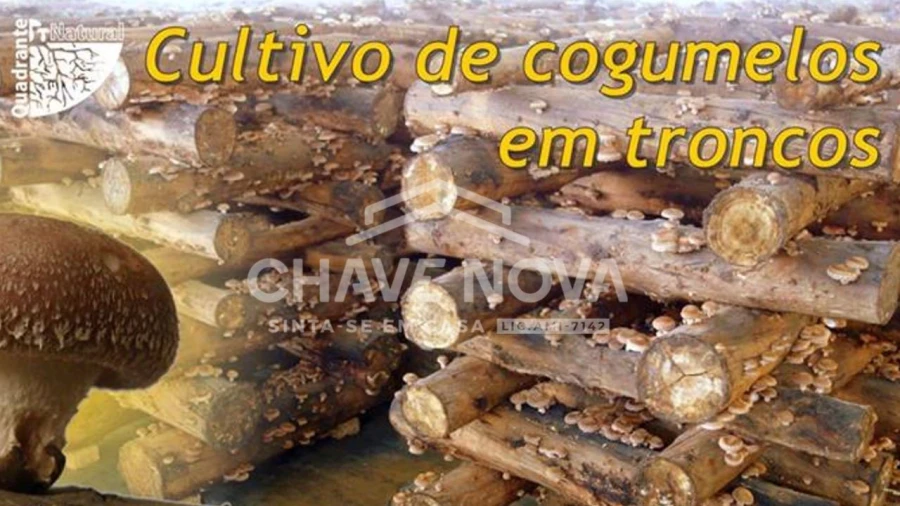 Quinta para Venda em Estorãos Foto 4