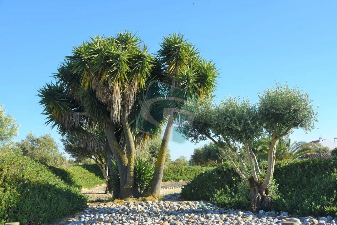 Quinta T1 para Venda em Vila Chã de Ourique Foto 15