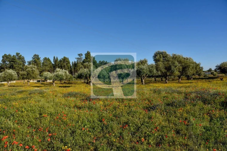 Quinta T1 para Venda em Vila Chã de Ourique Foto 17