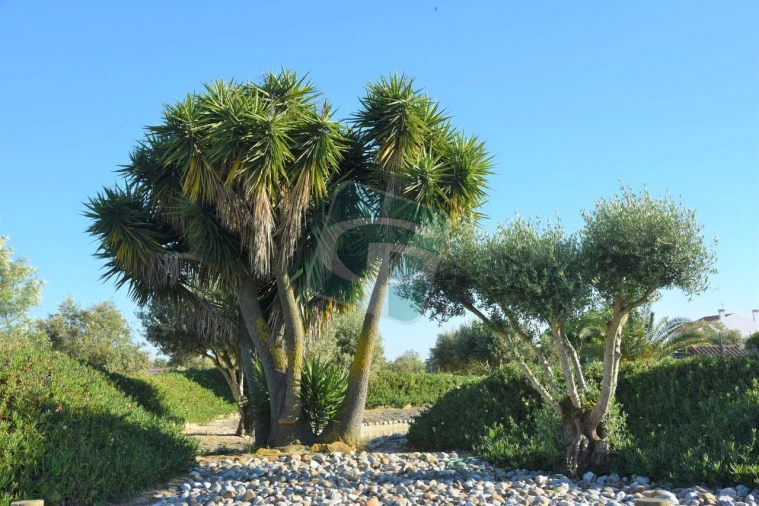 Quinta T1 para Venda em Vila Chã de Ourique Foto 15