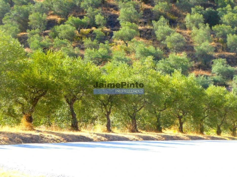 Terreno Agricola ou Rústico para Venda em Ligares Foto 2