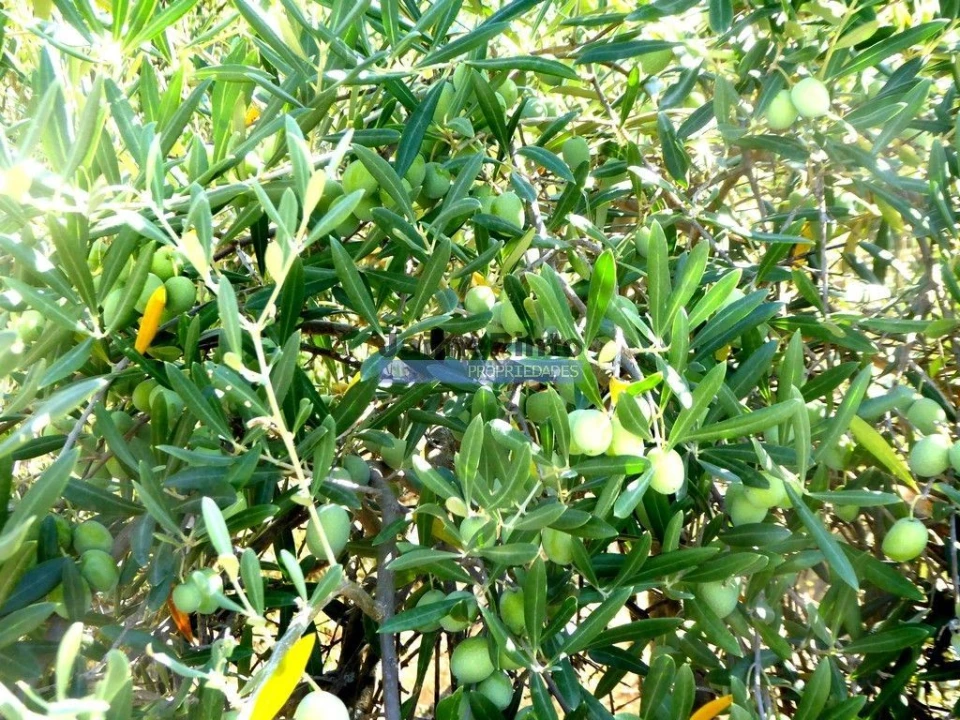 Terreno Agricola ou Rústico para Venda em Ligares Foto 4