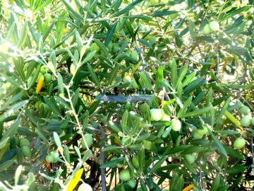 Terreno Agricola ou Rústico para Venda em Ligares