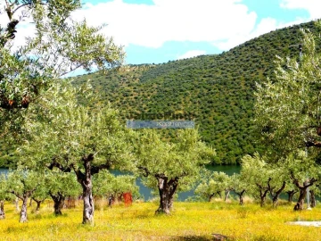 Terreno Agricola ou Rústico para Venda em Ligares