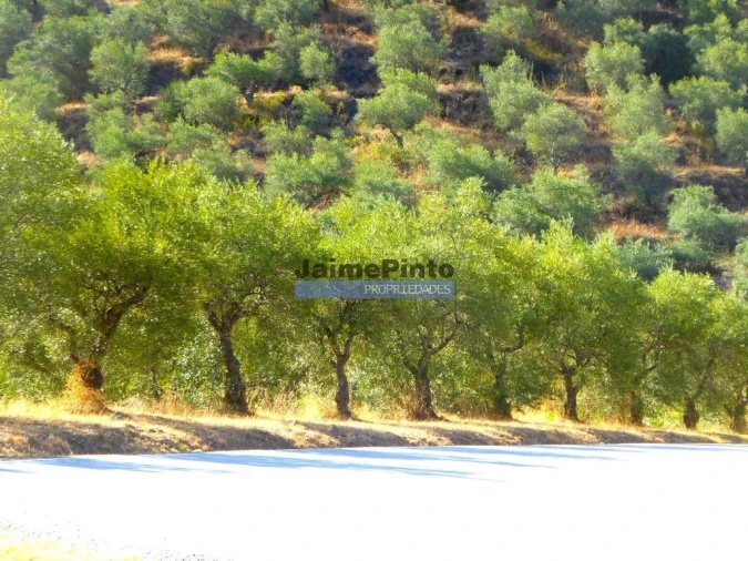 Terreno Agricola ou Rústico para Venda em Ligares Foto 2