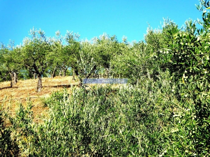Terreno Agricola ou Rústico para Venda em Ligares Foto 6
