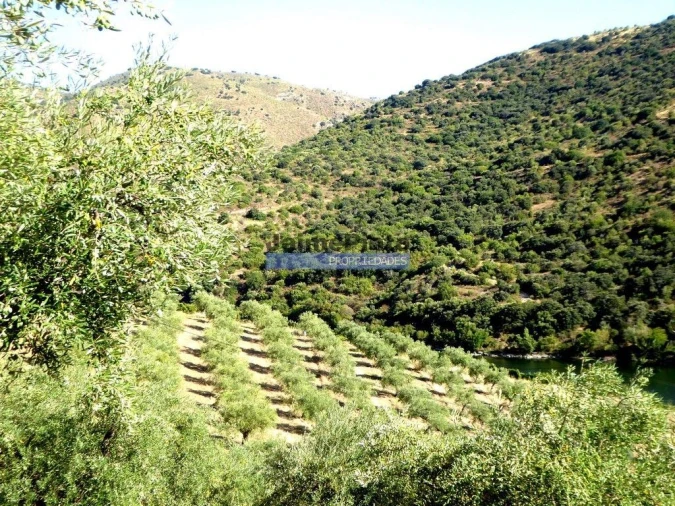 Terreno Agricola ou Rústico para Venda em Ligares Foto 7