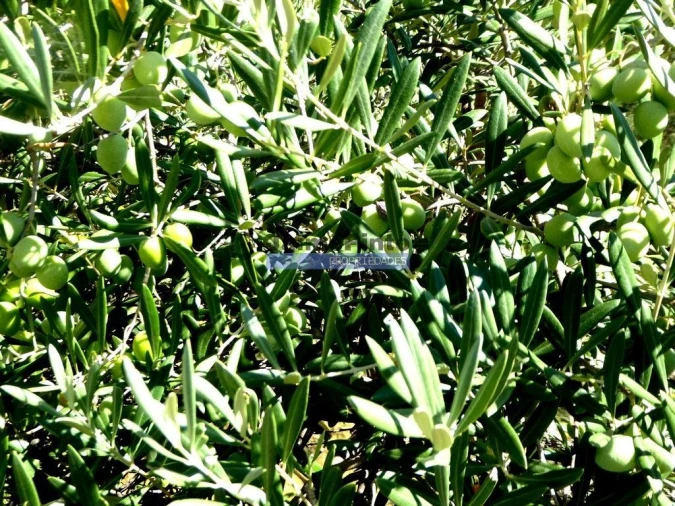 Terreno Agricola ou Rústico para Venda em Ligares Foto 9