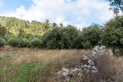 Terreno Agricola ou Rústico para Venda em São Mamede