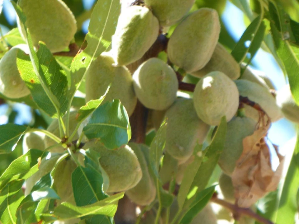 Terreno Agricola ou Rústico para Venda em Pinhel Foto 2
