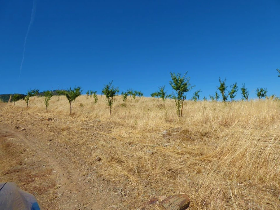 Terreno Agricola ou Rústico para Venda em Pinhel Foto 3