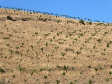 Terreno Agricola ou Rústico para Venda em Pinhel