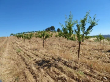 Terreno Agricola ou Rústico para Venda em Pinhel