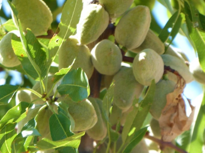 Terreno Agricola ou Rústico para Venda em Pinhel Foto 2
