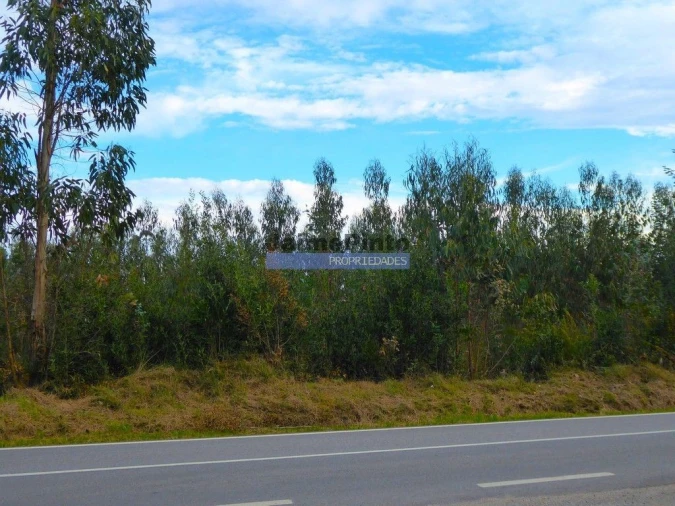Terreno Comércio / Armazém para Venda em Albergaria-A-Velha e Valmaior Foto 2