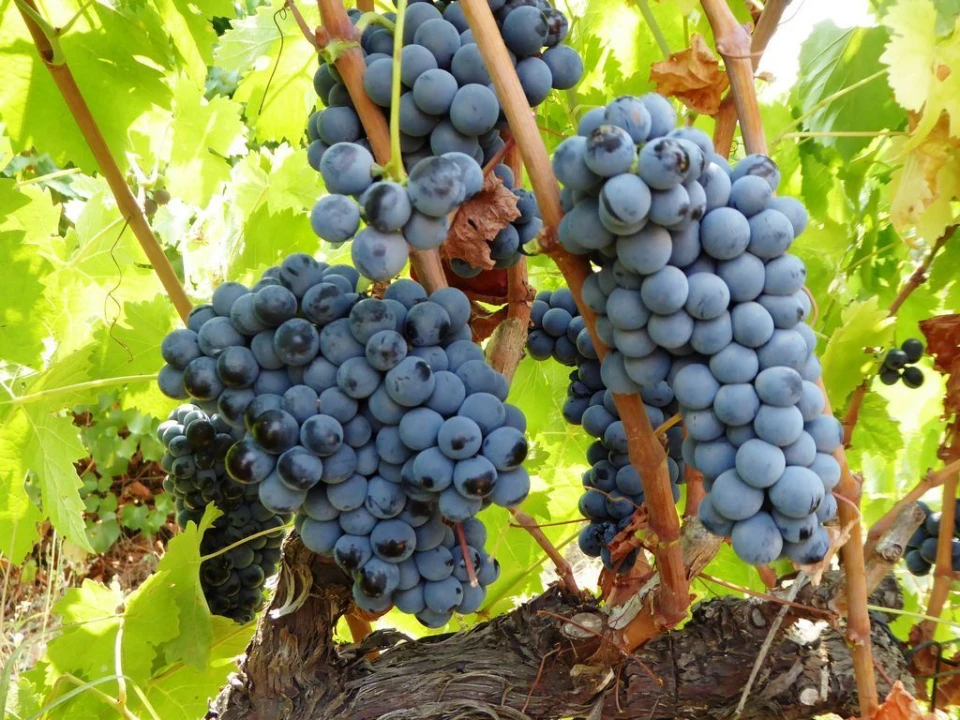 Quinta T0 para Venda em Fortios Foto 1