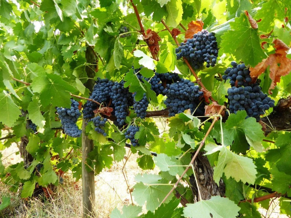 Quinta T0 para Venda em Fortios Foto 2