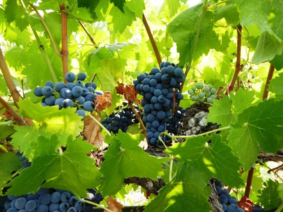 Quinta T0 para Venda em Fortios Foto 3