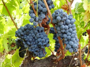 Quinta T0 para Venda em Fortios