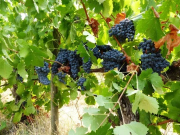 Quinta T0 para Venda em Fortios