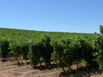 Quinta T0 para Venda em Fortios