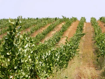 Quinta T0 para Venda em Fortios