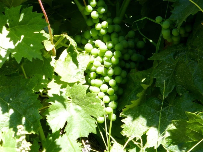 Quinta T0 para Venda em Fortios Foto 7