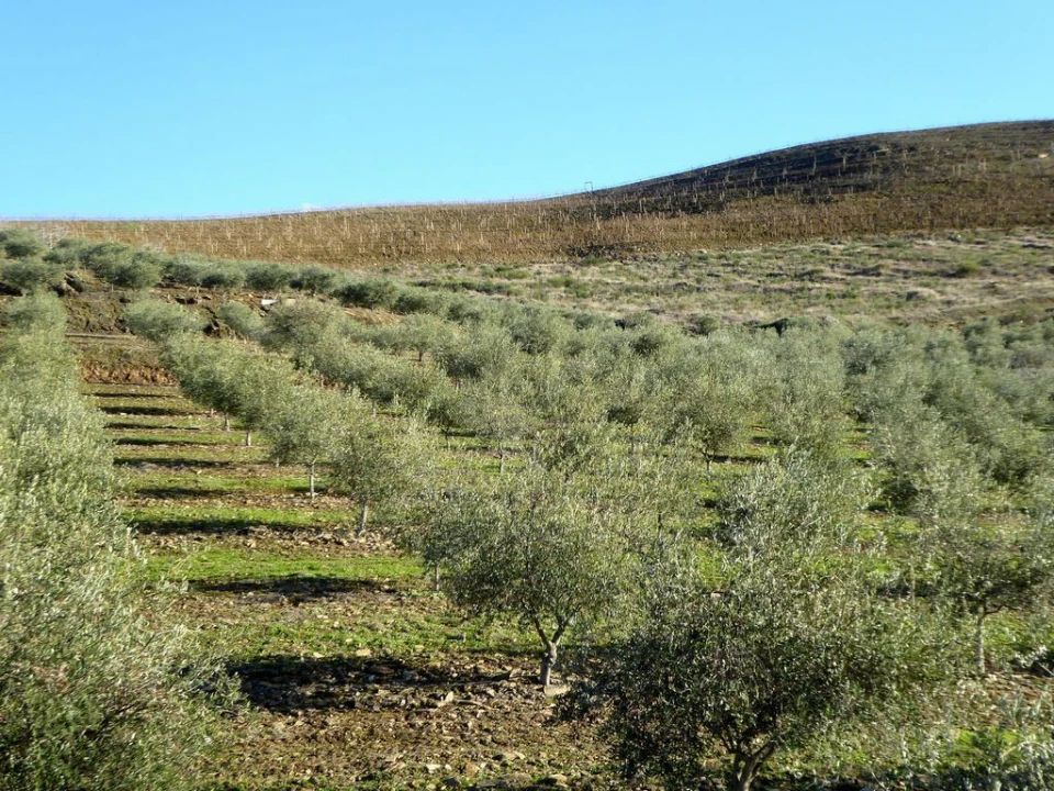 Quinta para Venda em Alfandega da Fe Foto 6