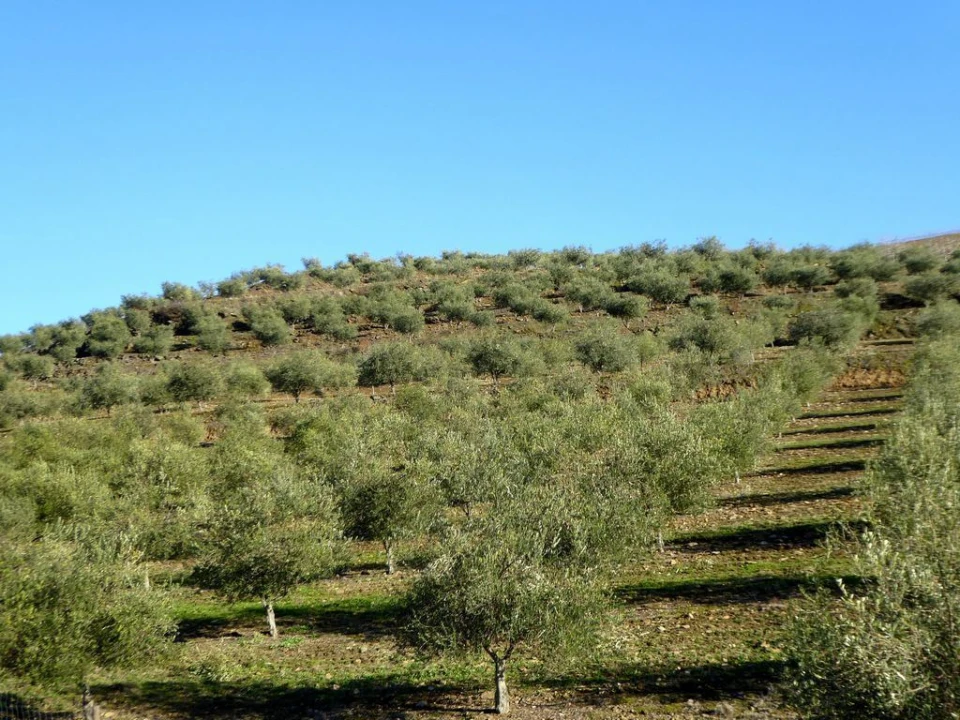 Quinta para Venda em Alfandega da Fe Foto 8