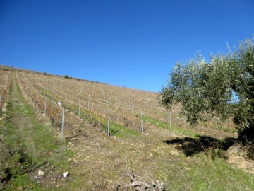 Quinta para Venda em Alfandega da Fe