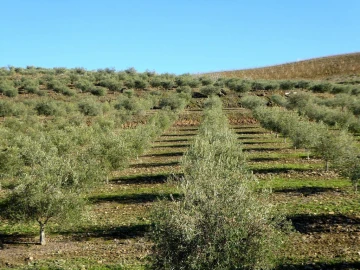 Quinta para Venda em Alfandega da Fe