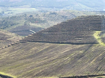 Quinta para Venda em Alfandega da Fe
