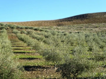 Quinta para Venda em Alfandega da Fe