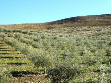 Quinta para Venda em Alfandega da Fe