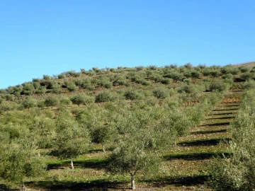 Quinta para Venda em Alfandega da Fe