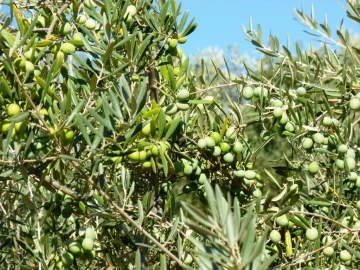 Negócio para Venda em Escalhão