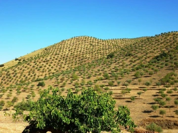 Negócio para Venda em Escalhão