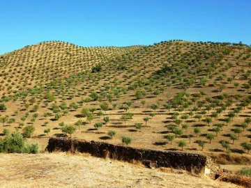 Negócio para Venda em Escalhão