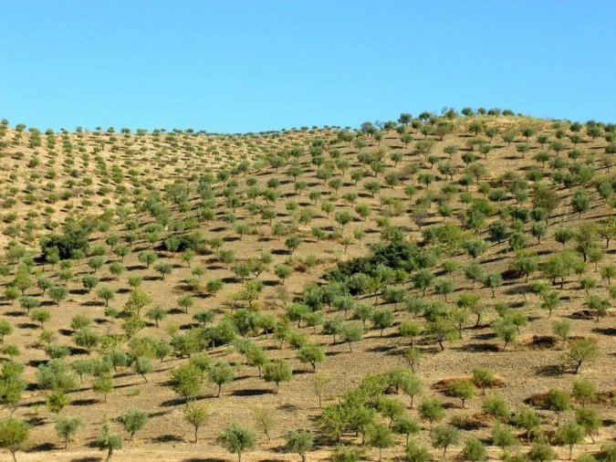 Negócio para Venda em Escalhão Foto 6