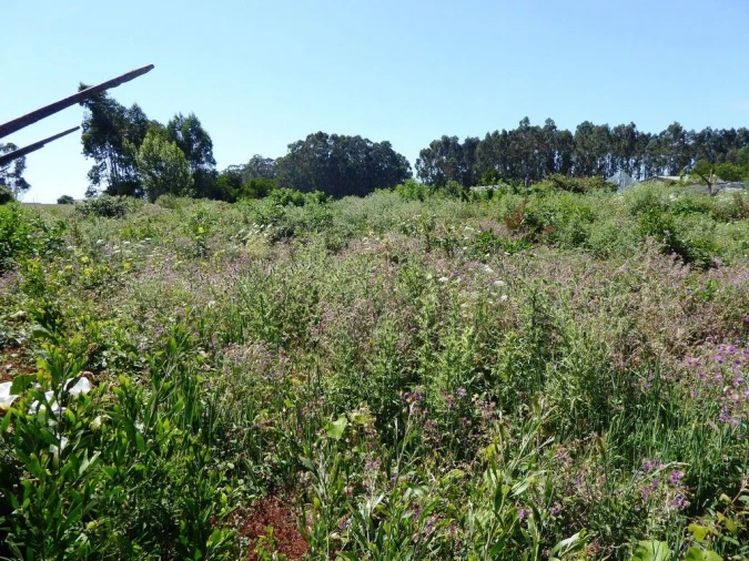 Terreno P/ Prédio para Venda em São Felix da Marinha Foto 2