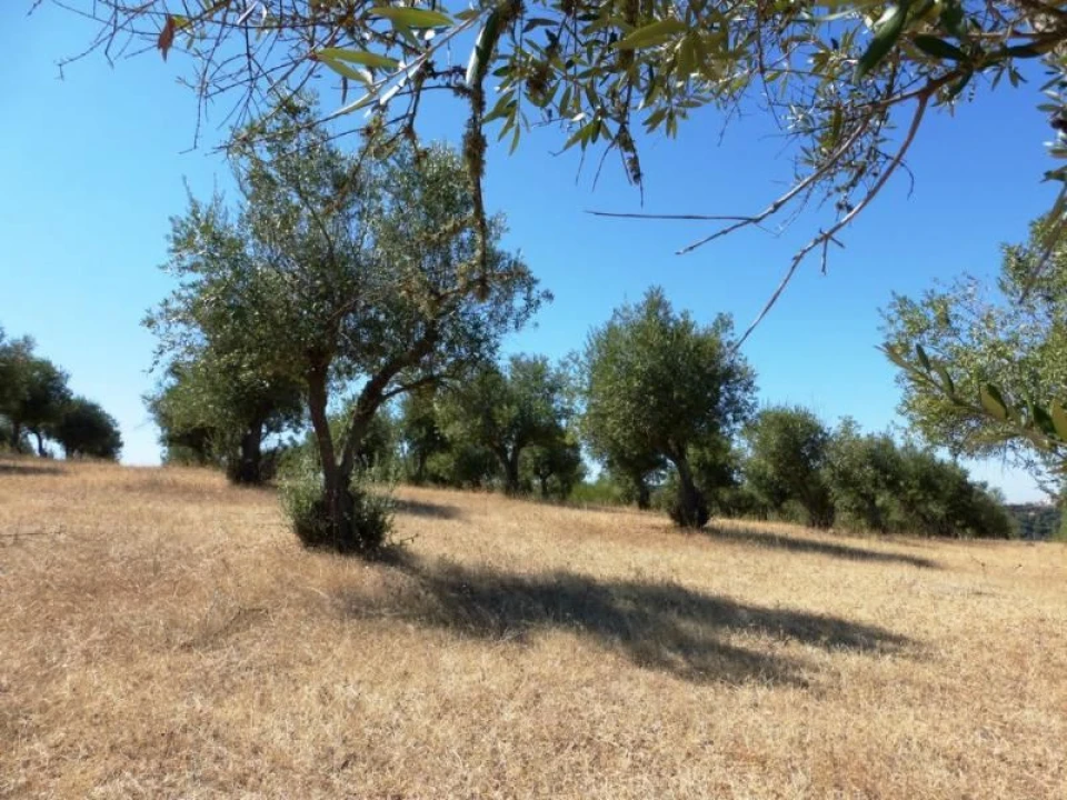 Terreno Agricola ou Rústico para Venda em Avis Foto 3