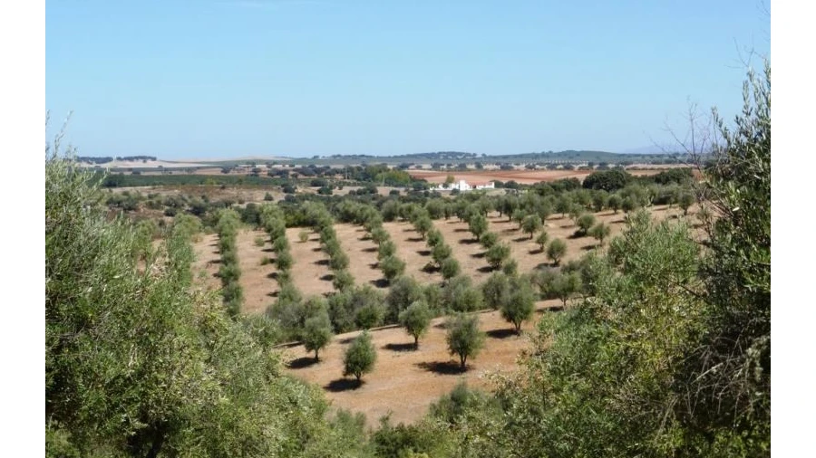 Terreno Agricola ou Rústico para Venda em Avis