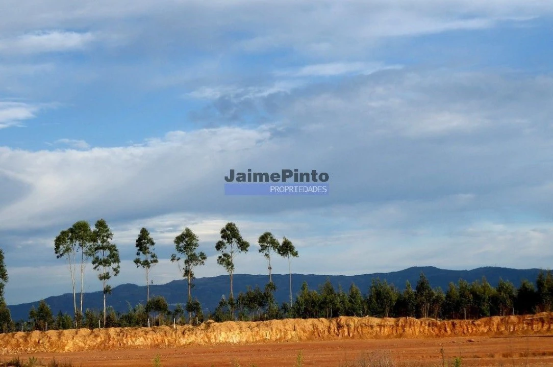Terreno Agricola ou Rústico para Venda em Albergaria-A-Velha e Valmaior Foto 1
