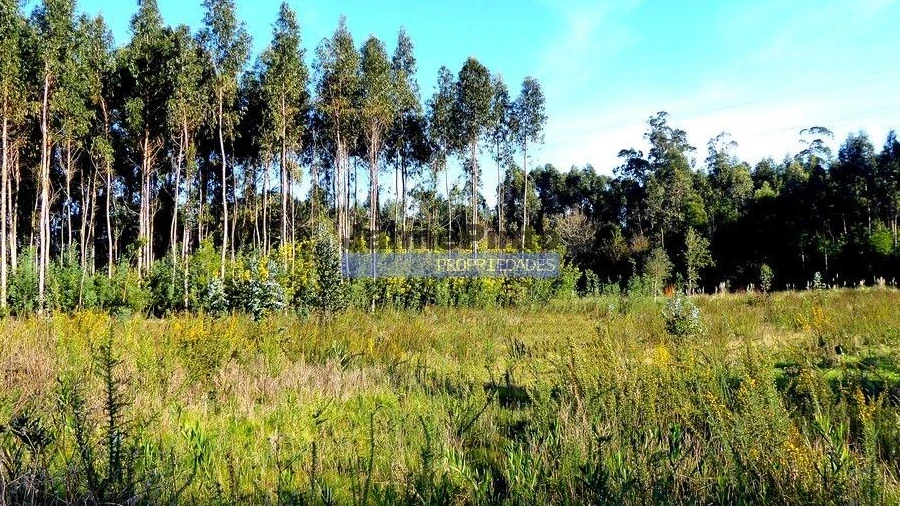Terreno Agricola ou Rústico para Venda em Cacia