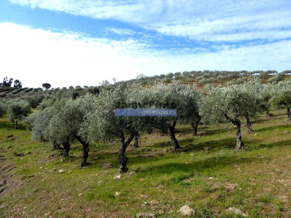 Terreno Agricola ou Rústico para Venda em Alfandega da Fe Foto 9