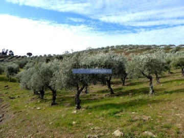 Terreno Agricola ou Rústico para Venda em Alfandega da Fe
