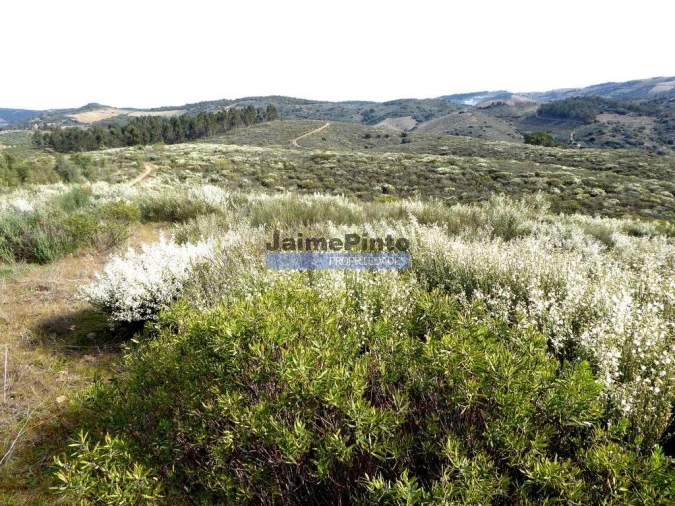 Terreno Agricola ou Rústico para Venda em Alfandega da Fe Foto 7