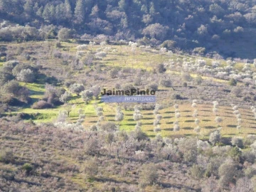 Terreno Agricola ou Rústico para Venda em Alfandega da Fe